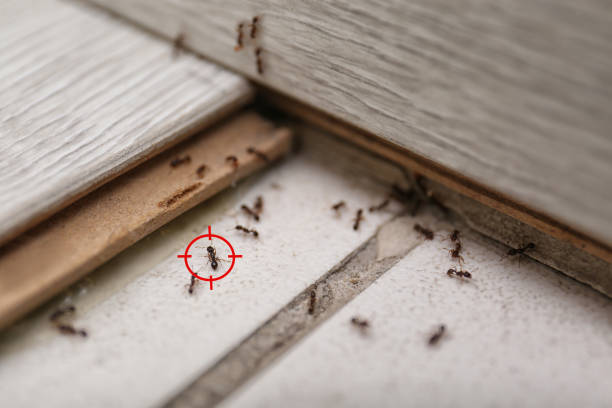 Best Spider Control Near Me  in Alma, MI